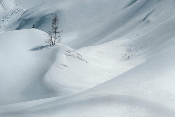 Arbre solitaire au milieu de la neige