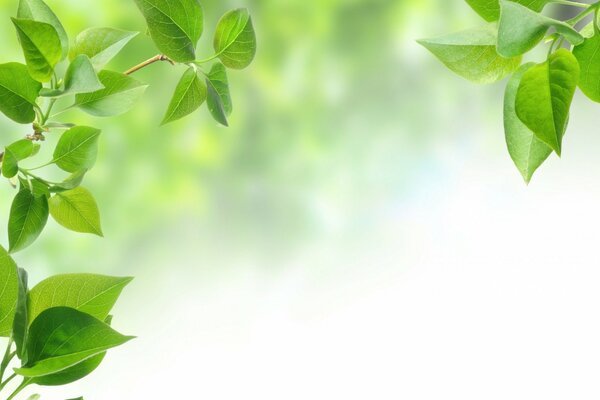 Green leaves on a tree branch