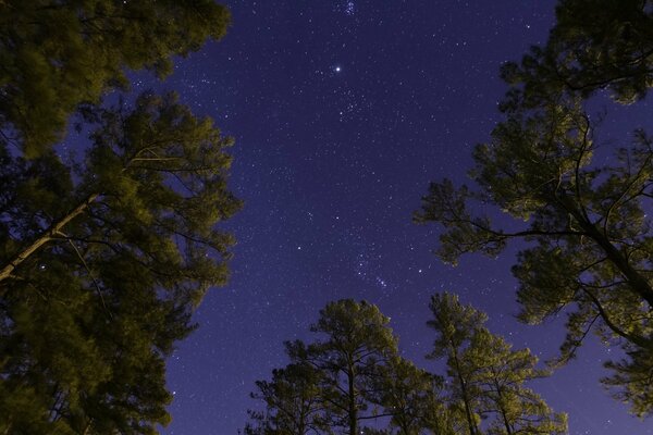 Starry night sky above the trees