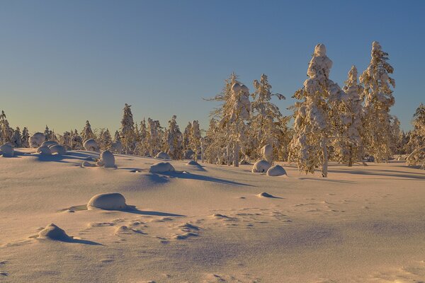 Snow caps on trees on a sunny day