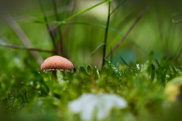 Ein einsamer Pilz unter grünem Gras