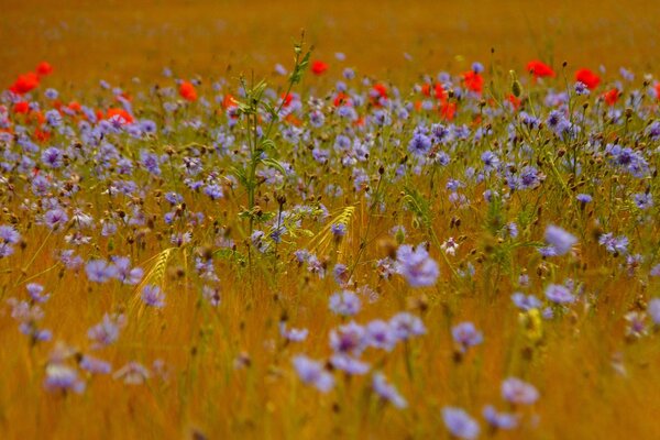 Campo con acianos espiguillas de trigo y amapolas