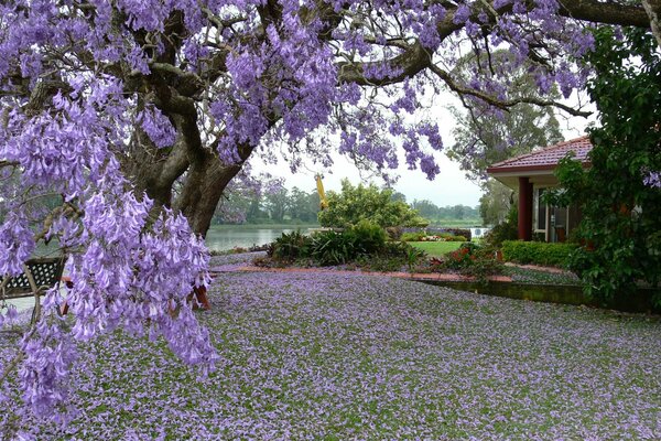 Un árbol lila en flor cerca de una casa en el lago