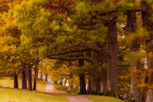 Oak alley in autumn Park