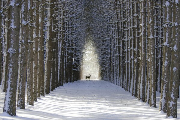 The deer stands at the end of the alley