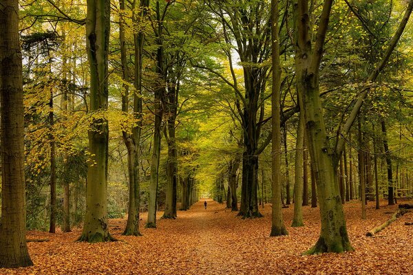 Parque de otoño, otoño dorado