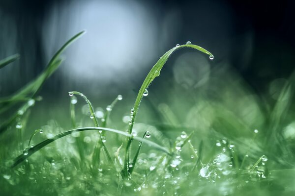 Dew drops after rain in the early morning