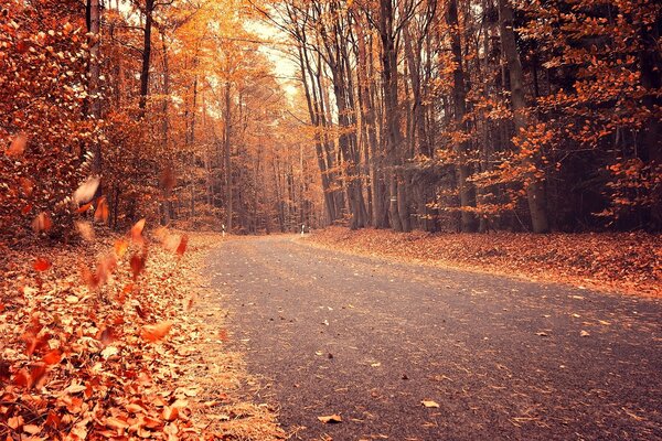 Feuilles orange et jaune près de la route dans la forêt