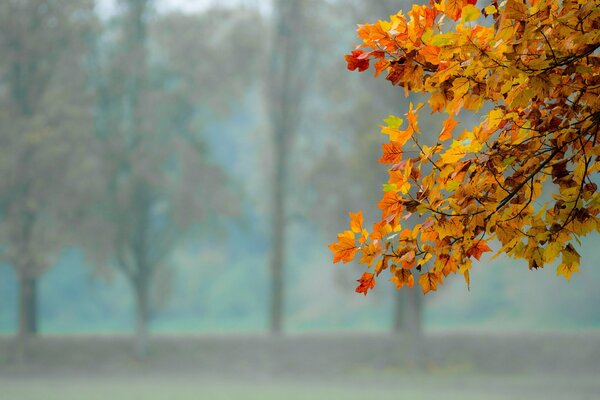 Gelbe Herbstblätter auf einem Ast