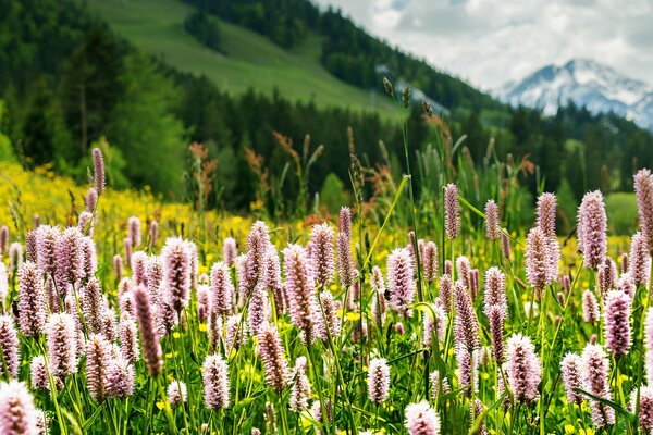 Flowers, grass on alpine meadows