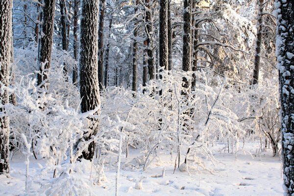 Cuento de invierno en el bosque