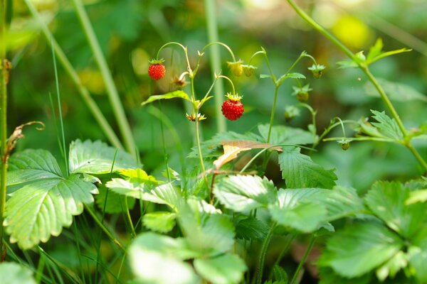 Baies de fraises. Prise de vue macro