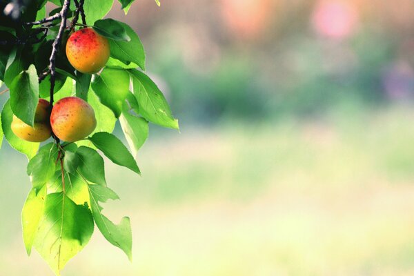 Fruit branch on a blurry background