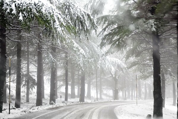 Bosque de invierno, camino de niebla