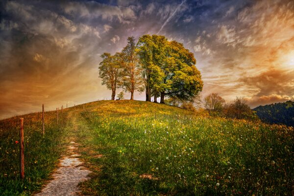 Campo svizzero con alberi sotto le nuvole