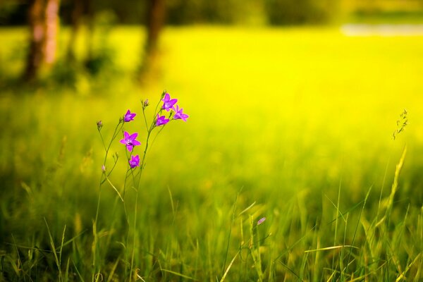 A flower in a field in summer