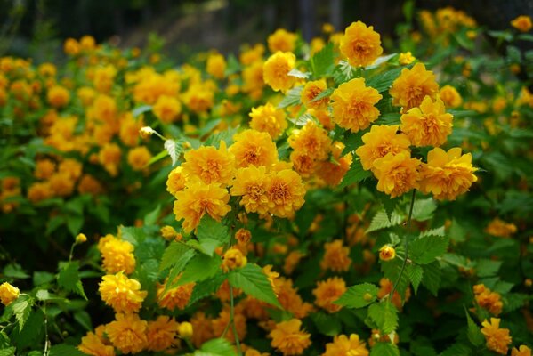 Cespugli di Kerria Giapponese in fiore