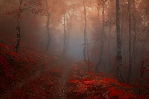 Bosque niebla otoño brillante