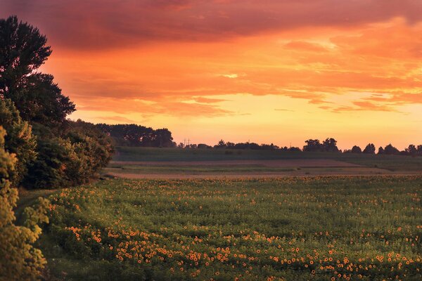 Heller Sonnenuntergang auf dem Hintergrund eines Feldes mit Sonnenblumen