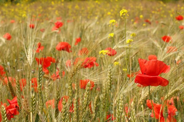 Herbstlandschaft. Mohn und Ohren