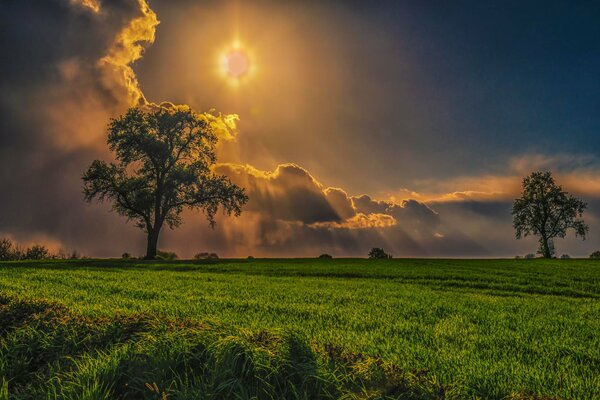 Rayons du soleil sur un arbre dans un champ