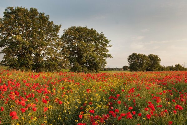 Campo C con hermosas amapolas rojas