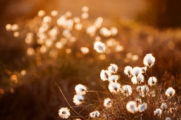 Fleurs duveteuses sur une colline beige