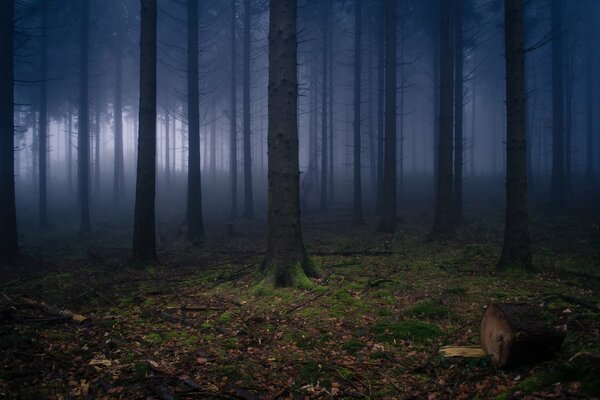 Bild eines dunklen Waldes ohne Grün, Nebel im Wald