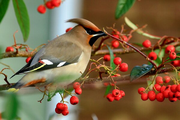 Natur mit Vögeln, Vogel auf einem Ast mit Beeren im Herbst