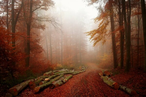 Sombras del bosque de niebla de finales de otoño