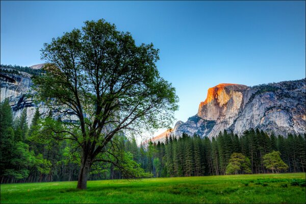 Ein Park in den USA. Baum auf dem Hintergrund der Berge. Grünes Gras