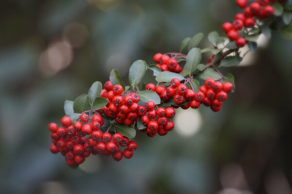 Red autumn berries on a branch