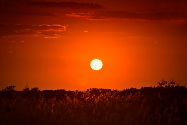 Le coucher du soleil enveloppe la forêt