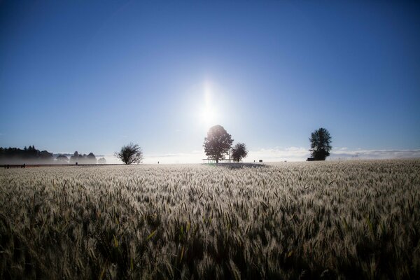 Un campo con espigas y árboles solitarios en el fondo de un hermoso cielo azul claro con un brillo incomprensible