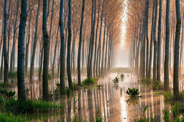 Bosque de álamos claros en el pantano