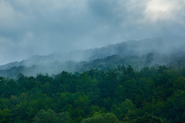 Misty haze over a dense forest