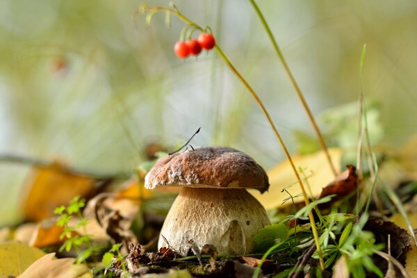 Hongo blanco creció en el bosque