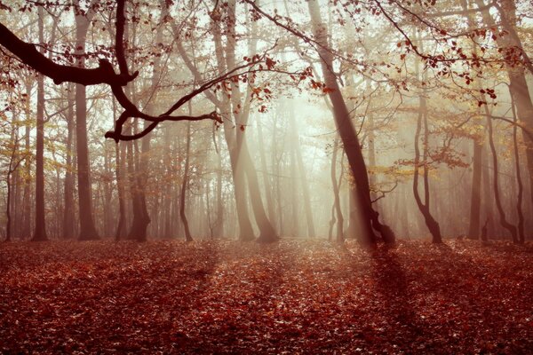 Nebliger Morgen im geheimnisvollen Wald