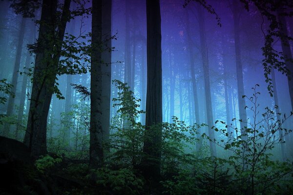 Noche de niebla en el bosque misterioso