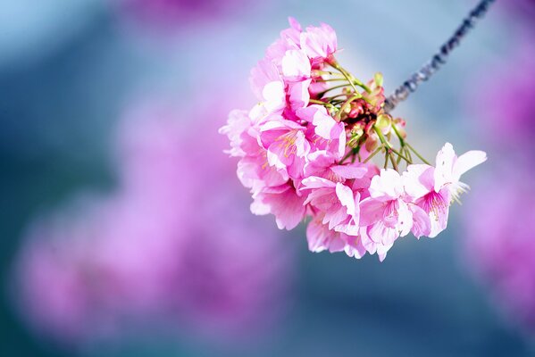 Bella fioritura di fiori di ciliegio in primavera