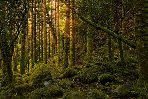 Wald. Die Steine. Unberührte Natur