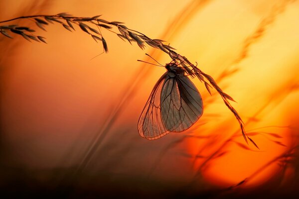 Butterfly on a spike on the background of sunset