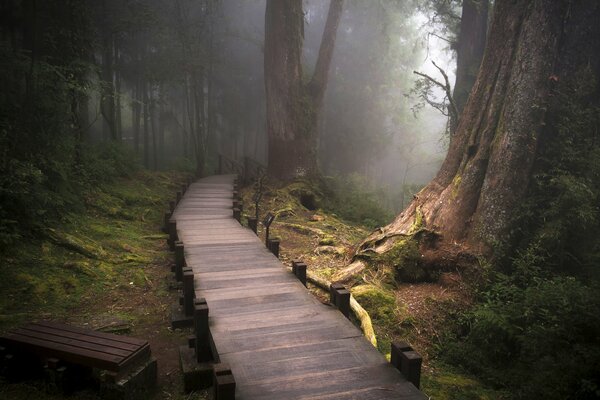 Forest path leading into the fog