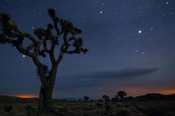 Nuit dans la savane. Sérénité dans la savane