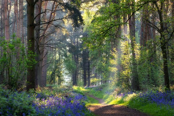 A very beautiful path in the summer forest