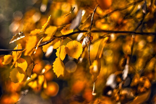 Goldene Blätter auf einem Ast im Herbst