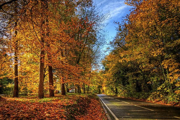 Alberi autunnali. Strada. Foglie cadute