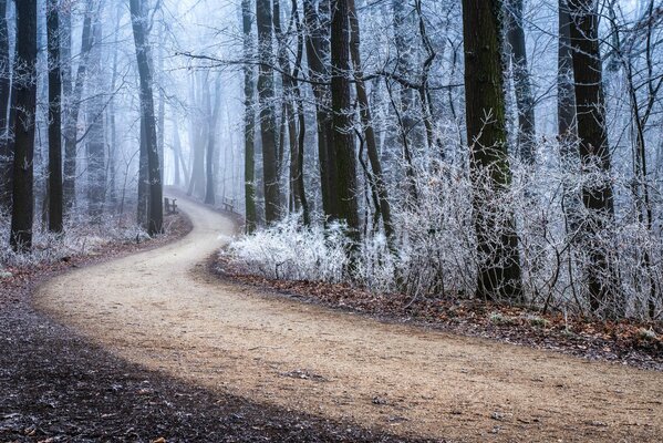 Straße durch einen mit Frost bedeckten Winterwald