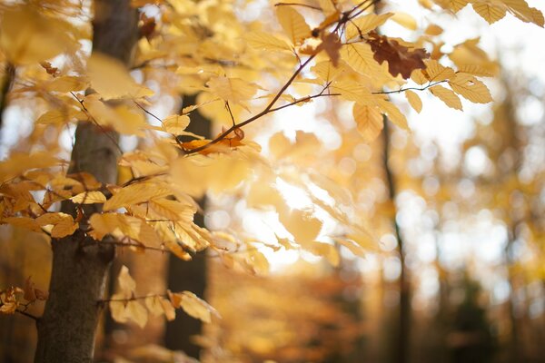 Árbol en el bosque de otoño