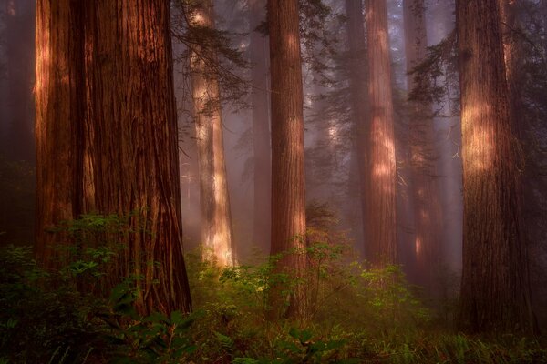 Foresta di sequoie strappata dalla foschia